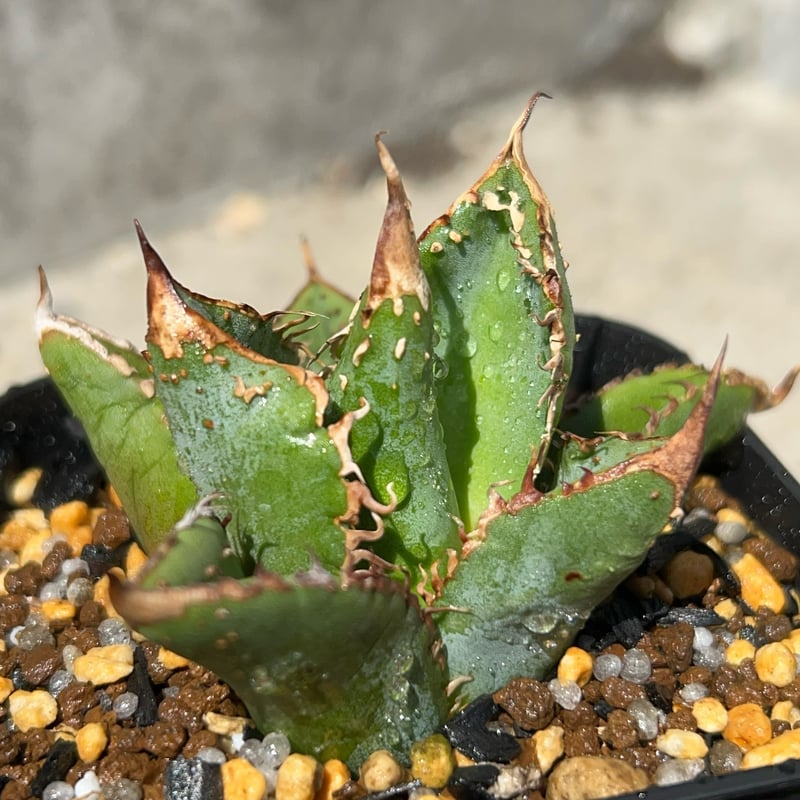 特選！　アガベ　チタノタ　オテロイ　豆豆龍　トトロ　ブツブツ　極上株 アガベ チタノタ 豆豆龍 Agave titanota totoro トトロ 鉢付き