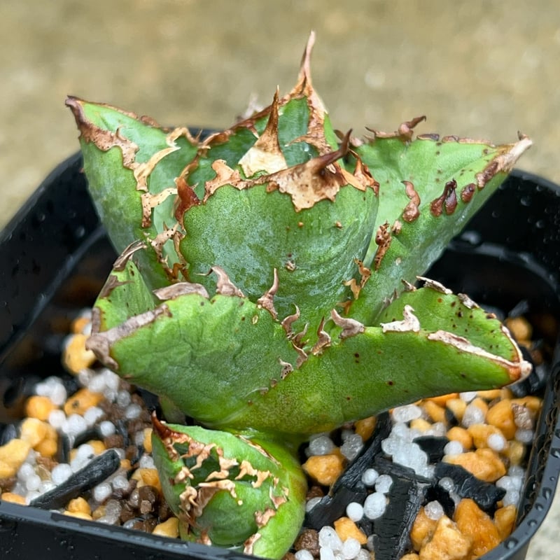 アガベ　清櫻　子株 アガベ チタノタ 清櫻 