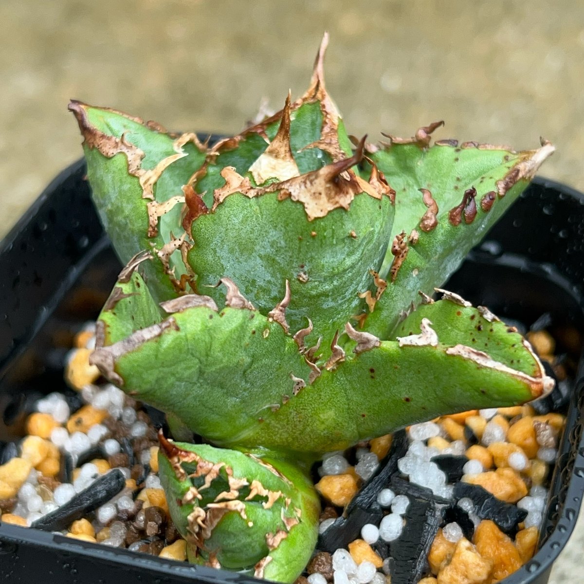 アガベ　チタノタ　清櫻 アガベ・チタノタ 清櫻-003｜agave titanota Queen | Plus_Pla