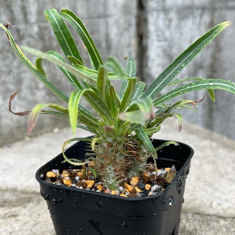 pachypodiumgracilius | STORES