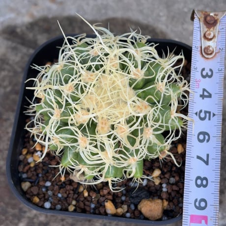サボテン  電棘金鯱 キンシャチEchinocactus grusonii “Golden Barrel Cactus”鉢付き発送