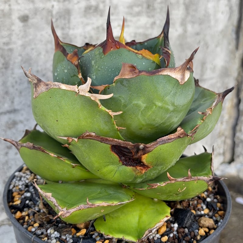 jaga be　アガベ アガベ ジャガーノート 純血 鉢付き発送 | blackmonster plants