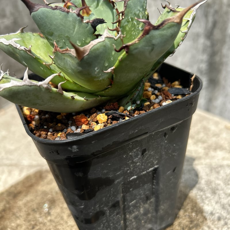 アガベ　王牙 アガベ ハイブリッド '姫青蓮' 「吉祥冠 x 瀧之白絲」 Agave hybrid