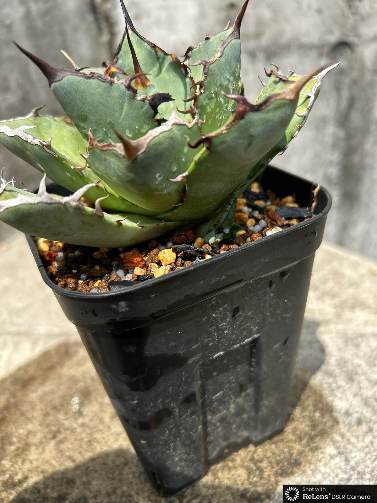 アガベ チタノタ 龍牙 agave titanota dragon fang 鉢付き発送 |