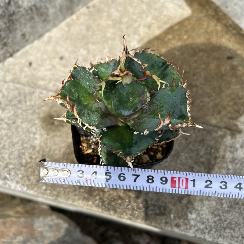 アガベチタノタ金剛 鉢付き発送 | blackmonster plants