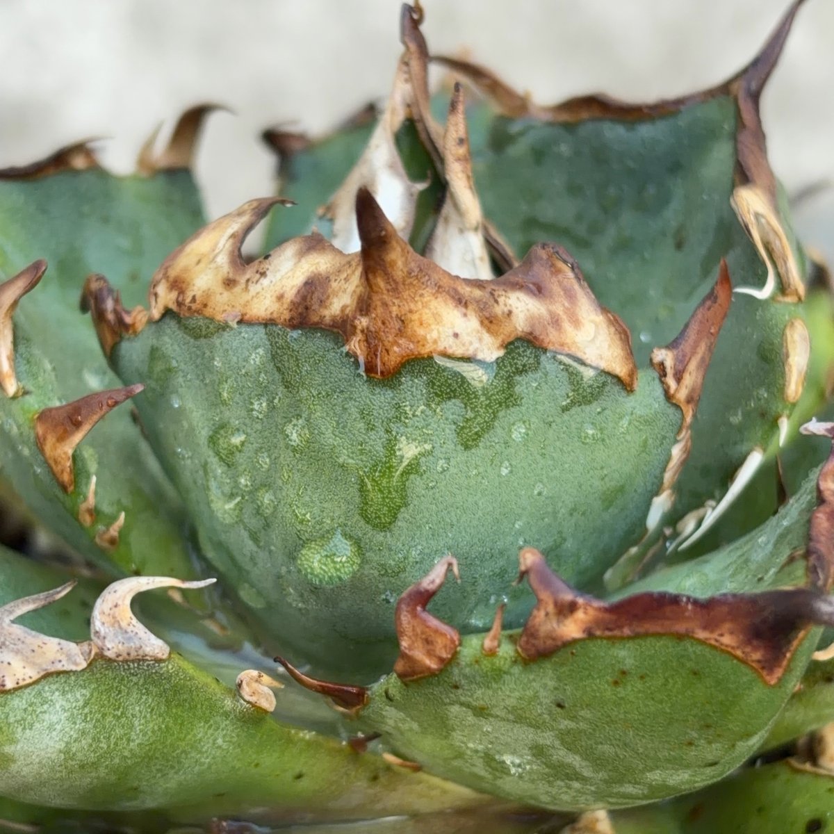 アガベチタノタ雪峰 Agave titanota Snow Crown鉢付き発送 | bla