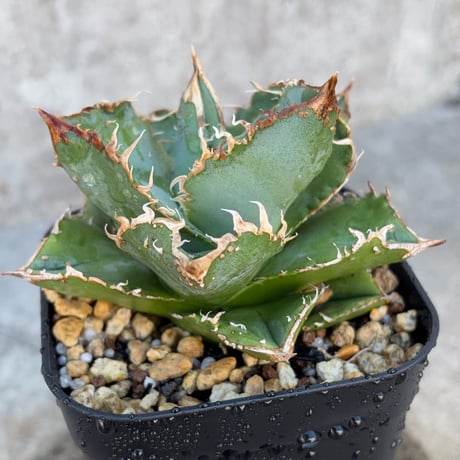blackmonster plants