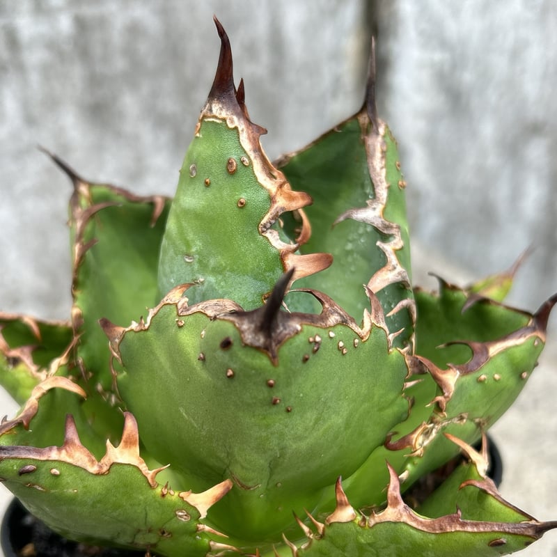 アガベチタノタオアハカ agave titanota oaxaca鉢付き発送 | black