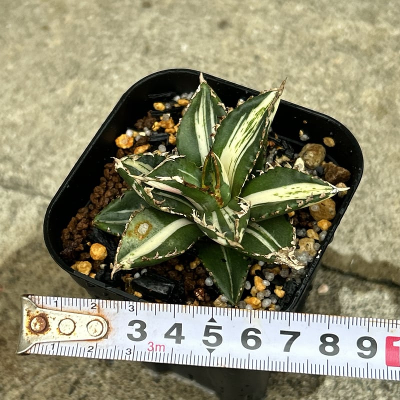 アガベ チタノタ 狼人錦 中斑錦 Agave titanota were wolf White