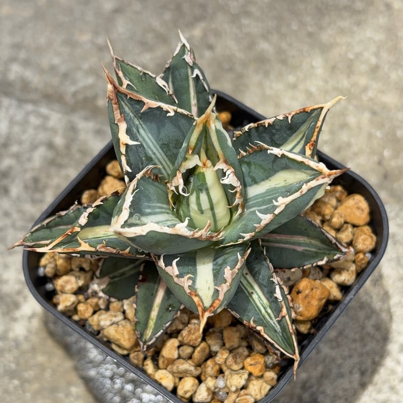 アガベ チタノタ 狼人錦 中斑錦 Agave titanota were wolf White