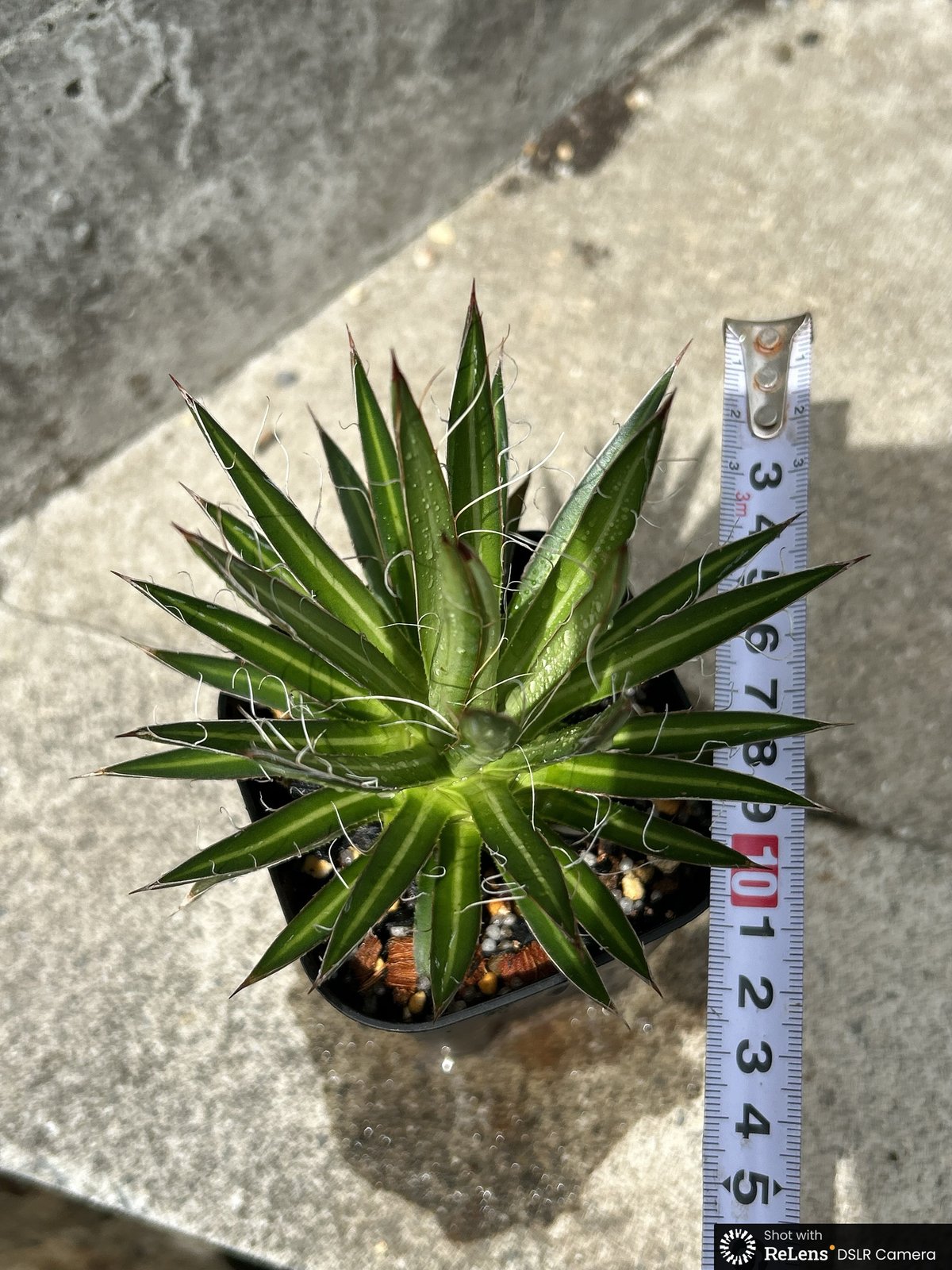 BMP産)アガベフィリフェラ Agave filifera 鉢付き発送 | black