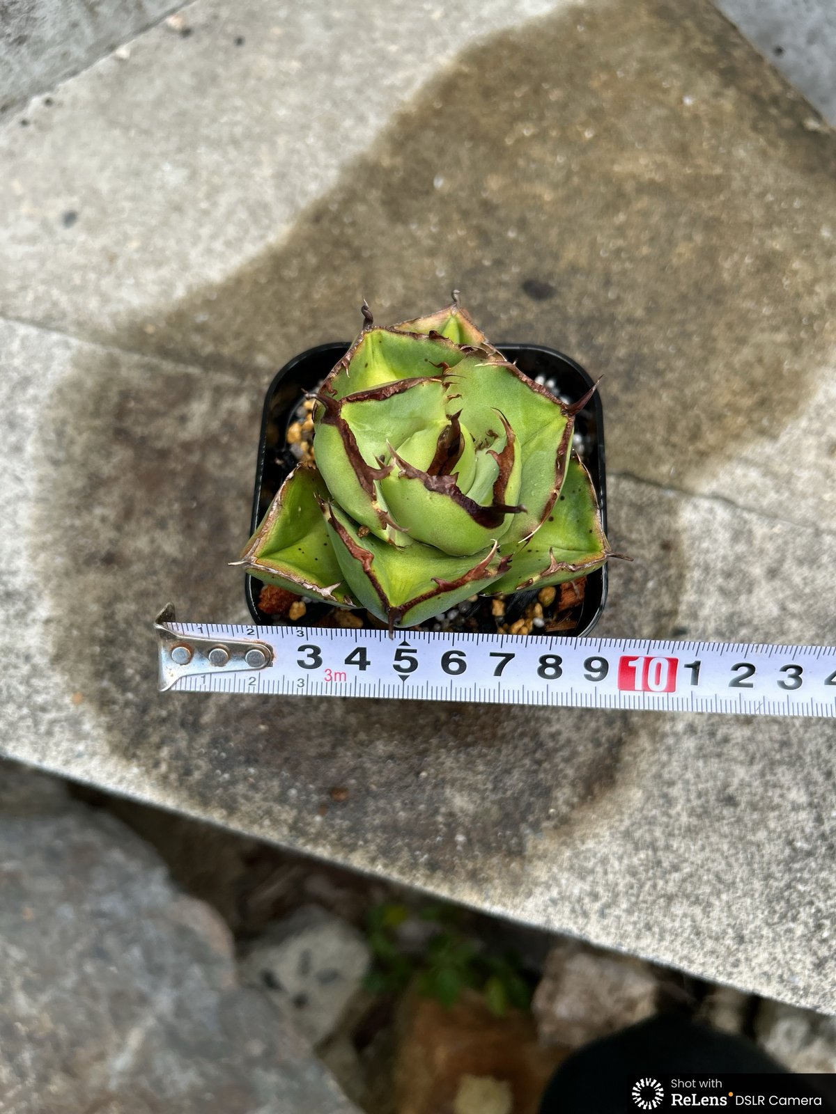 アガベ　ジャガーノート純血　鉢付 アガベ ジャガーノート 純血 鉢付き発送 | blackmonster plants