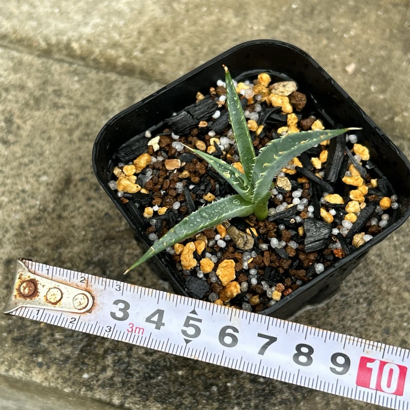 BMP産）アガベ ユタエンシス エボリスピナ 子株 Agave utahensis ebor