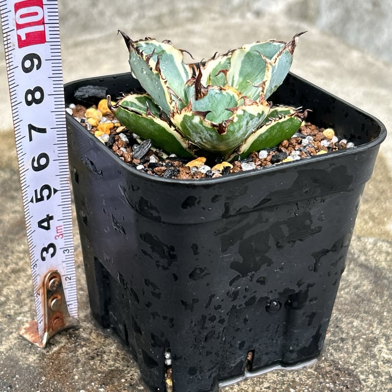 アガベ チタノタ ブラックアンドブルー 錦 白覆輪錦 Agave titanota Bla