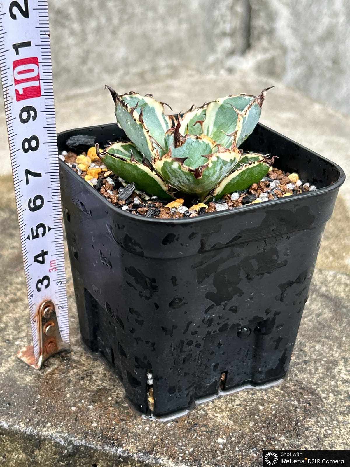 アガベ チタノタ ブラックアンドブルー 錦 白覆輪錦 Agave titanota Bla