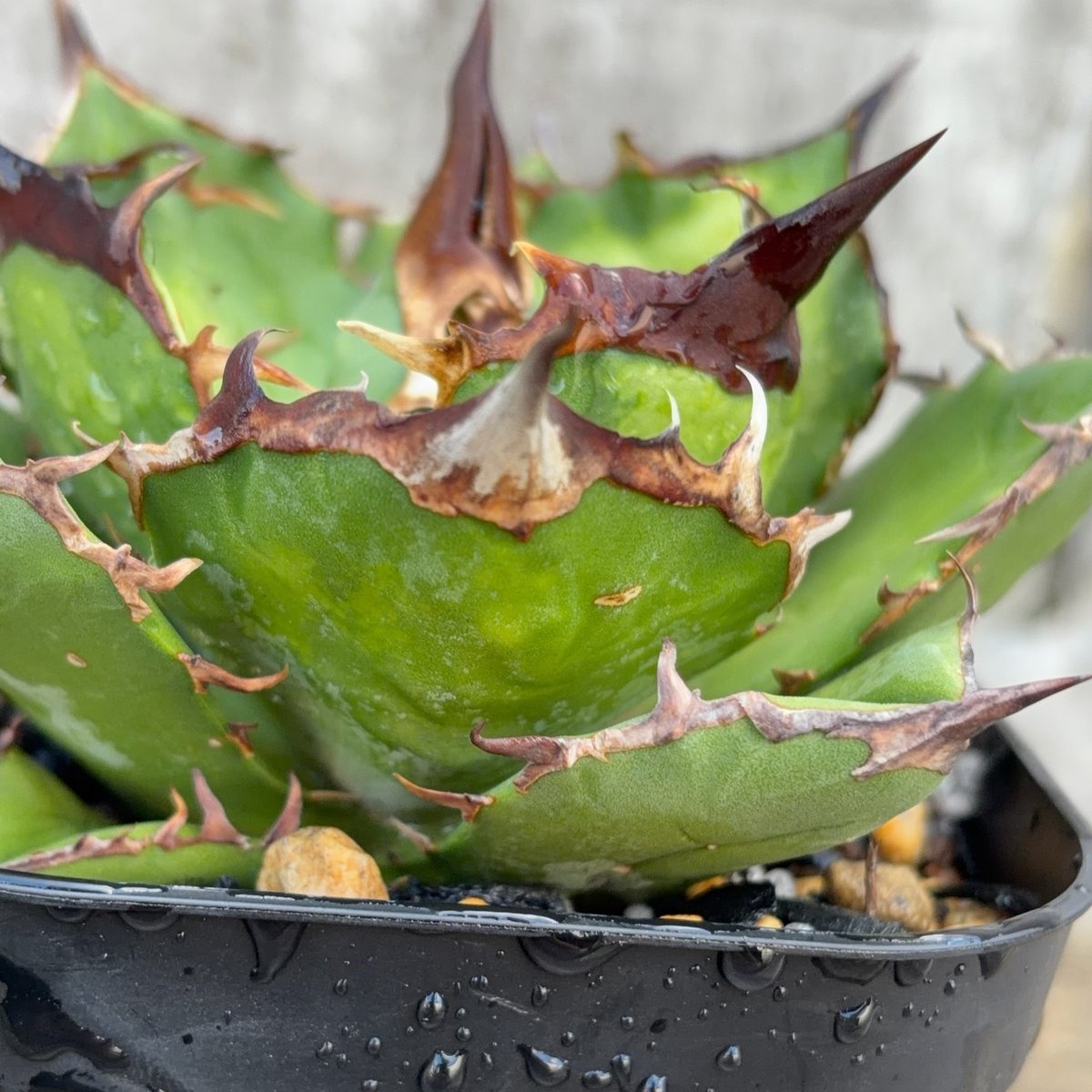 アガベチタノタ白犀牛 Agave titanota White Rhino 鉢付き発送 |