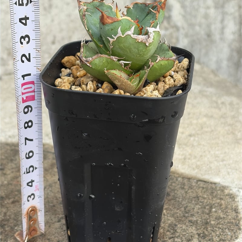アガベチタノタ地勇星 子株付き Agave titanota “Chiyuusei” 鉢付き