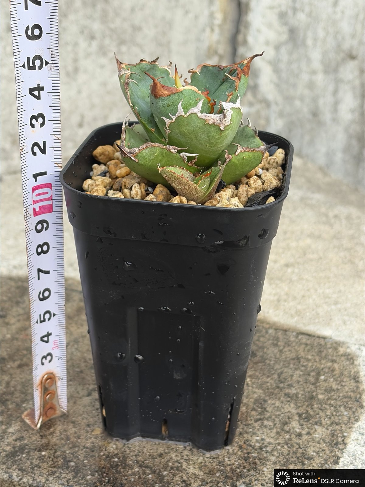 アガベチタノタ地勇星 子株付き Agave titanota “Chiyuusei” 鉢付き