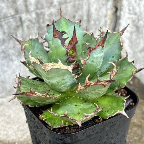 アガベチタノタ　姫厳龍　大株 アガベ チタノタ 姫厳龍 大株