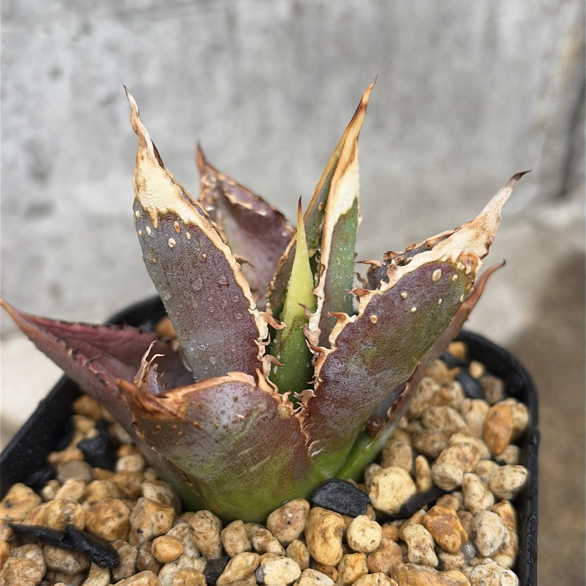 アガベ チタノタ 豆豆龍 Agave titanota totoro トトロ 鉢付き発送 |