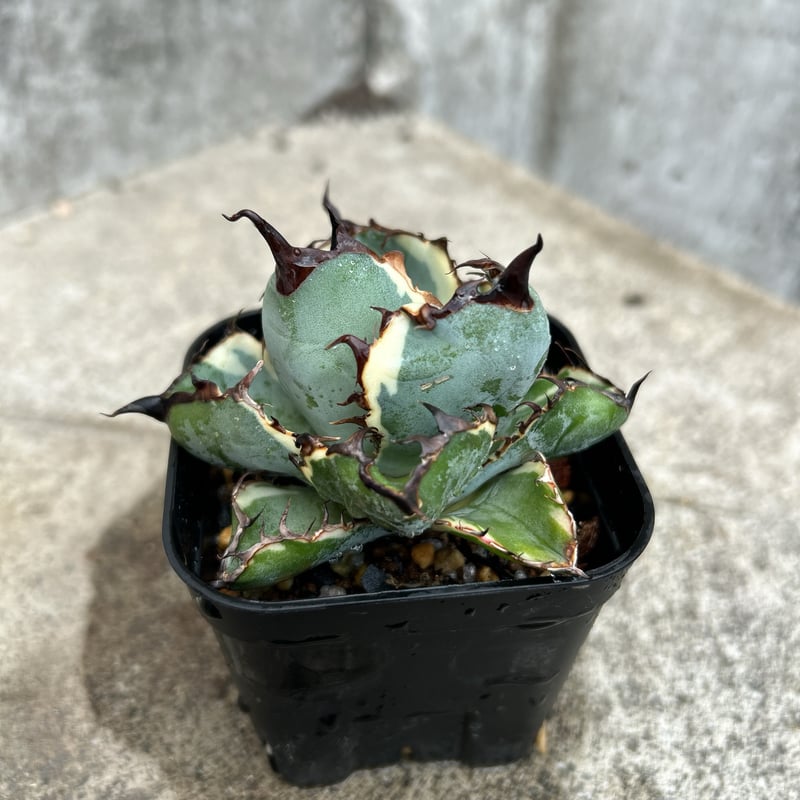 アガベ チタノタ ブラックアンドブルー 錦 白覆輪錦 Agave