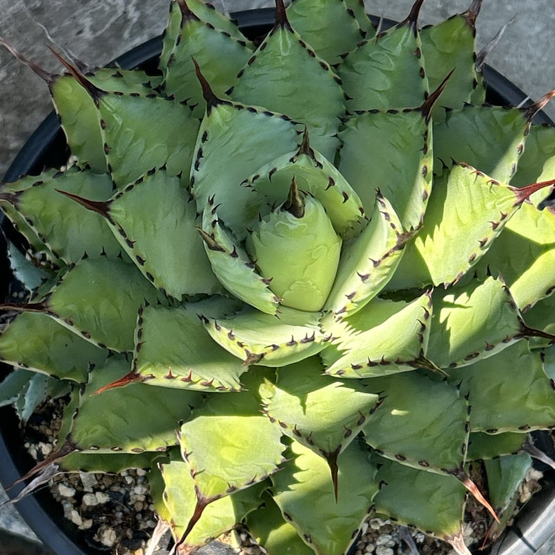 アガベ曲刺八荒雷神 陽炎タイプ 鉢付き発送 | blackmonster plants