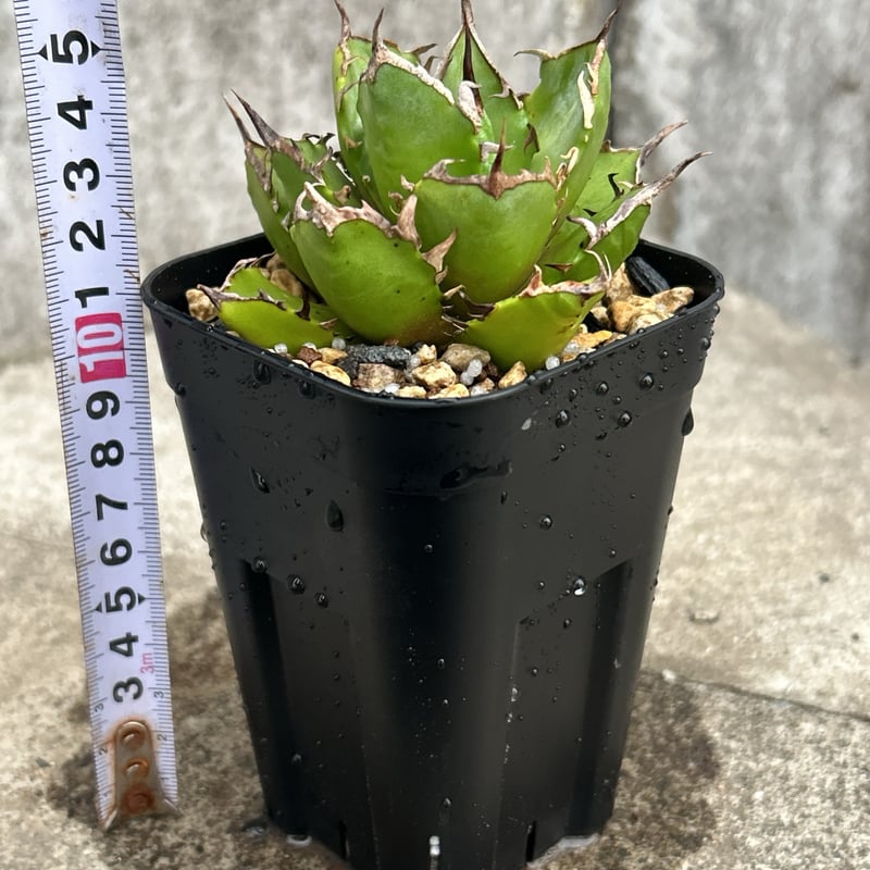 コンパクト、美形】アガベチタノタ鬼爪 Agave titanota 'Ghost Claw'