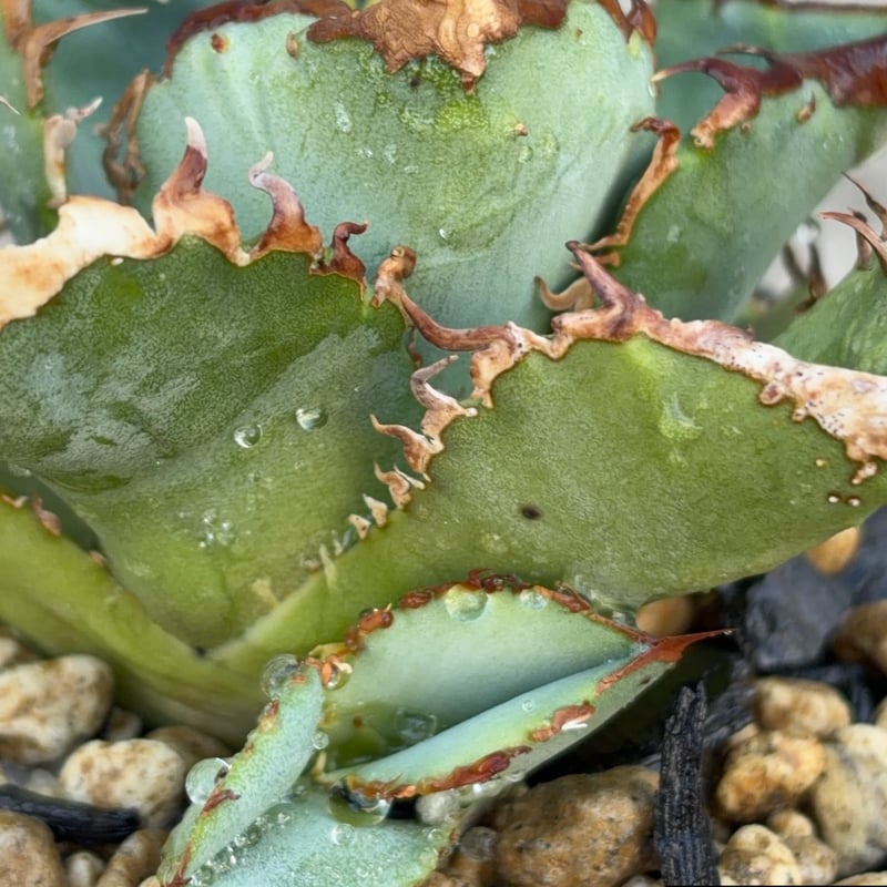アガベチタノタ地勇星 子株付き Agave titanota “Chiyuusei” 鉢付き