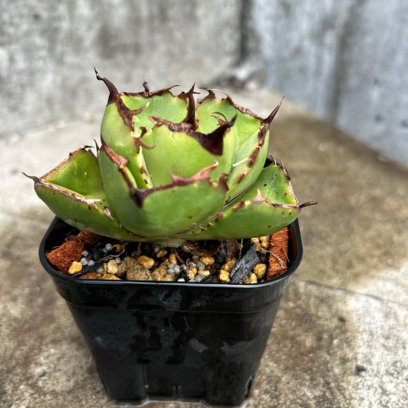 アガベ　ジャガーノート純血　鉢付 アガベ ジャガーノート 純血 鉢付き発送 | blackmonster plants
