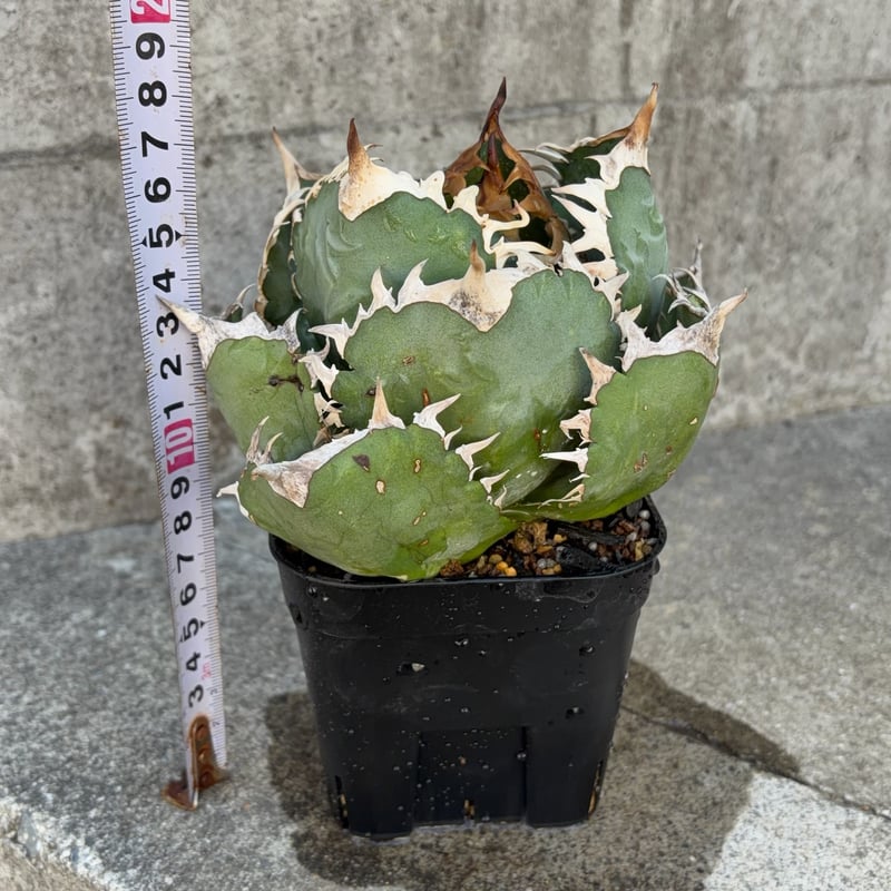 アガベオテロイオアハカ Agave oteroi “Oaxaca”鉢付き発送 | black