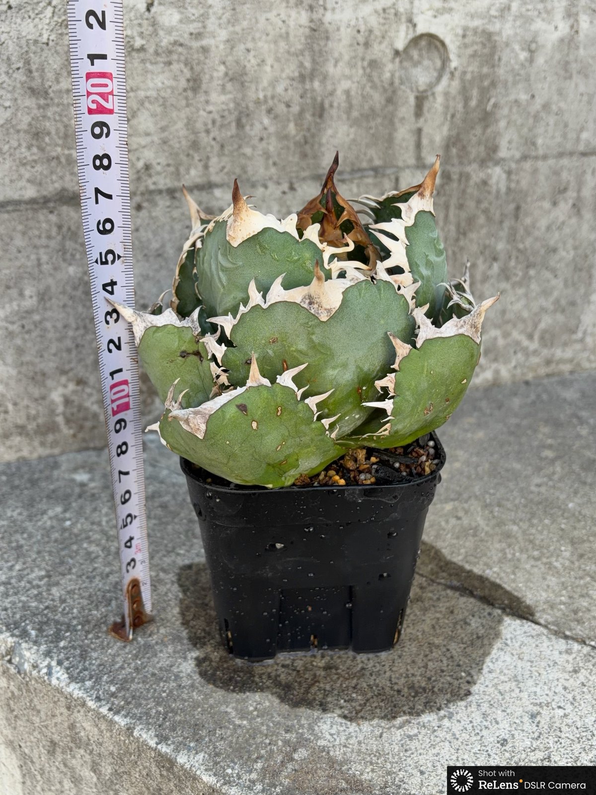 アガベオテロイオアハカ Agave oteroi “Oaxaca”鉢付き発送 | black