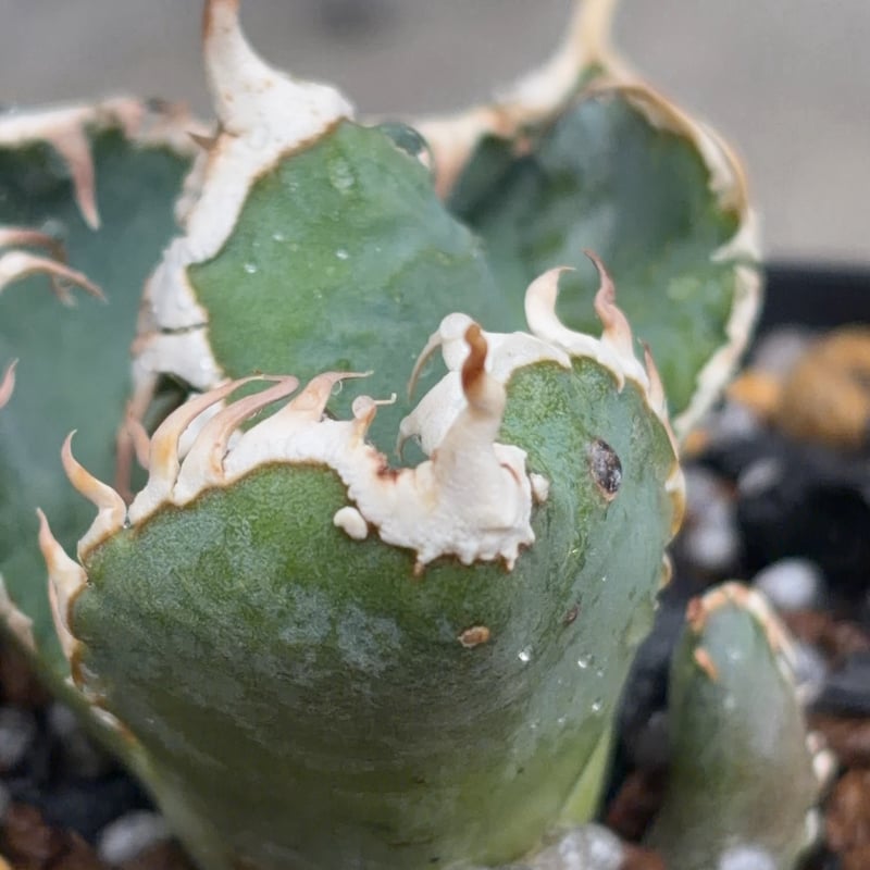 アガベ チタノタ 白豪棘 子株3付き Agave titanota byakugoushi鉢