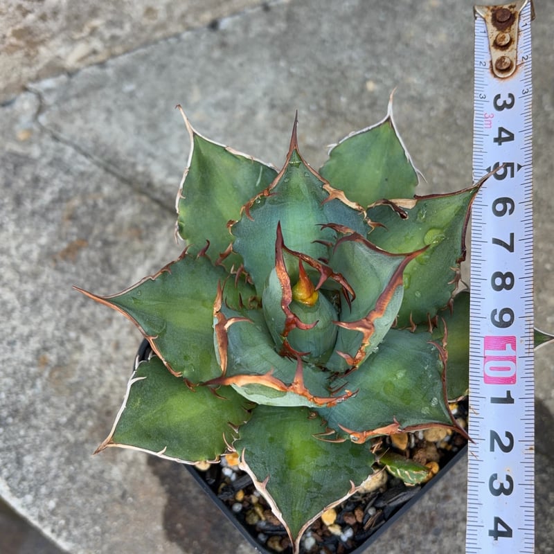 アガベチタノタオアハカ 子株多数付き Agave titanota oaxaca 鉢付き