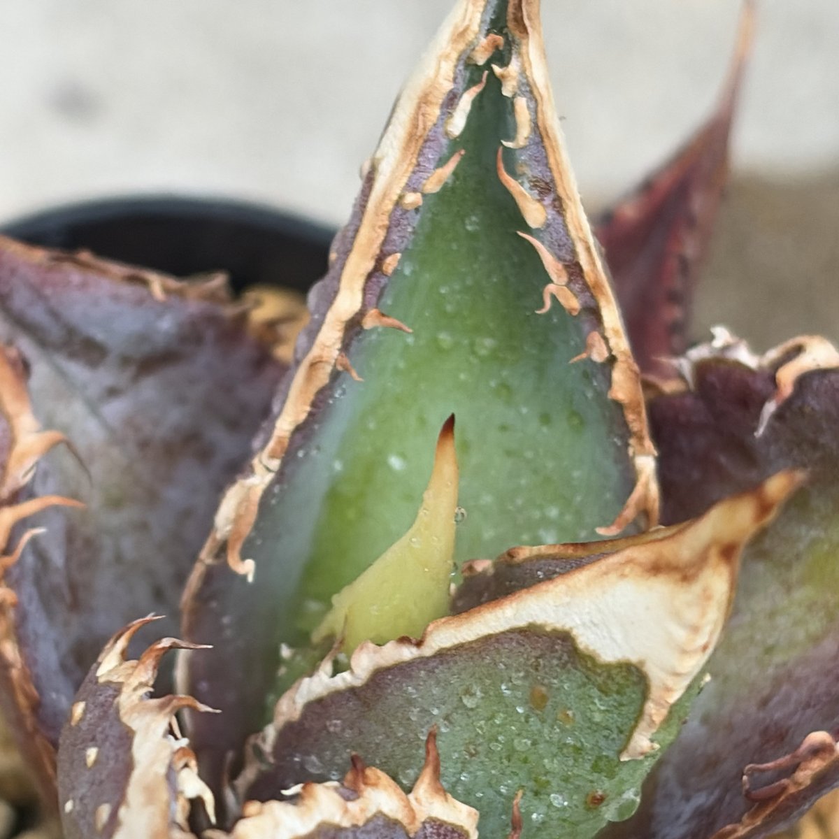 アガベ チタノタ 豆豆龍 Agave titanota totoro トトロ 鉢付き発送 |