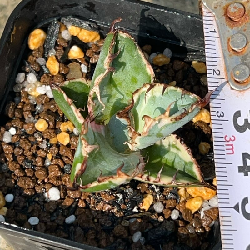 アガベ チタノタ ブラックアンドブルー 錦 白覆輪錦 Agave