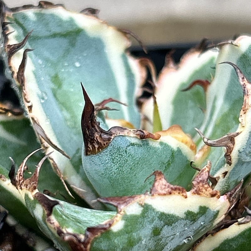 アガベ チタノタ ブラックアンドブルー 錦 白覆輪錦 Agave titanota Bla