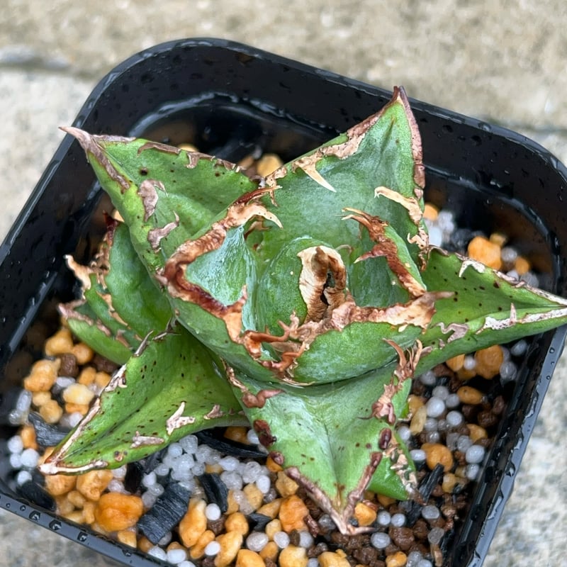 アガベ　チタノタ　清櫻　子株 アガベ・チタノタ 清櫻-001｜agave Queen | Plus_Plants STORE