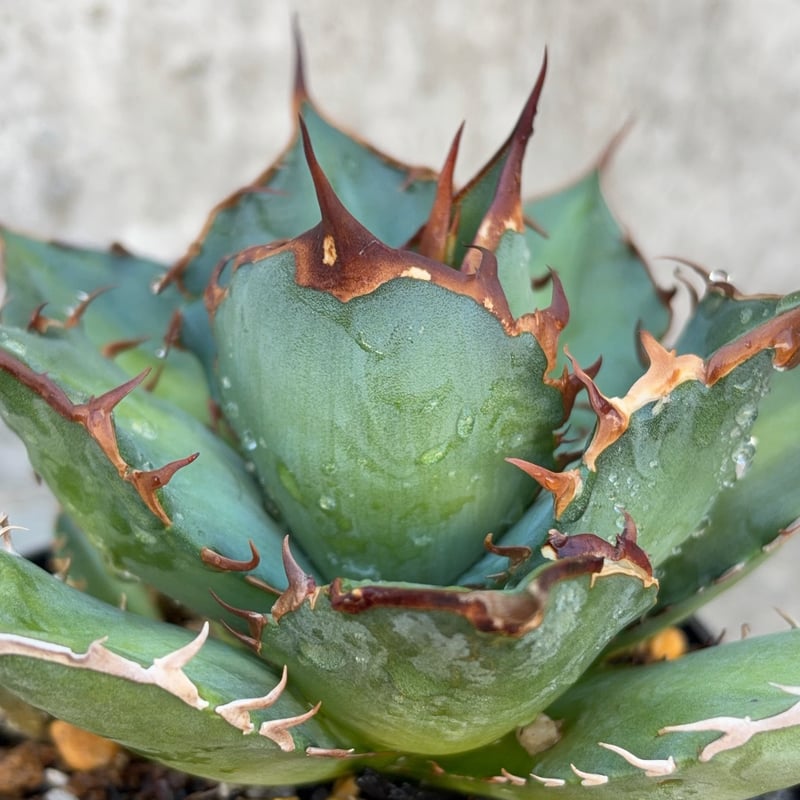 アガベチタノタオアハカ 子株多数付き Agave titanota oaxaca 鉢付き