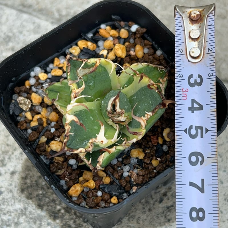 アガベ チタノタ凱撒錦 シーザー 覆輪斑 Agave titanota SUPER