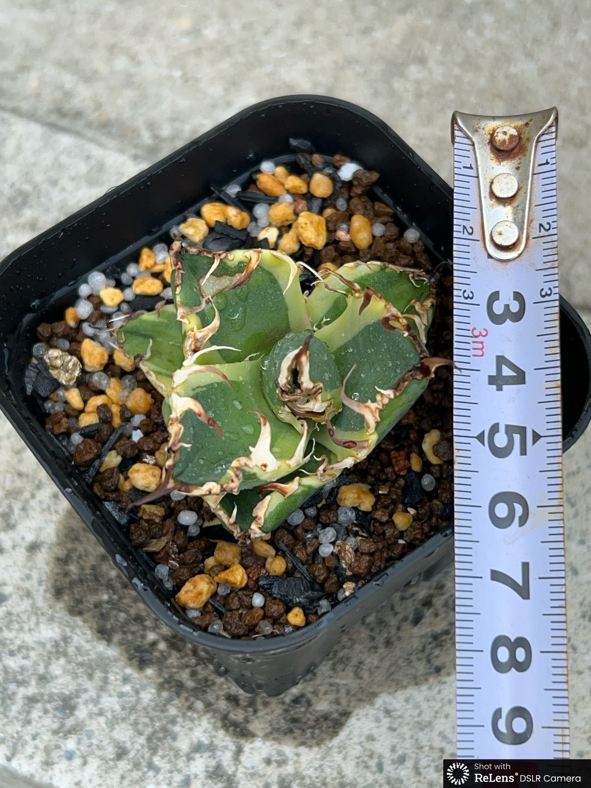 \"super Seasar\" スーパーシーザー fit=scale-down,w=1200