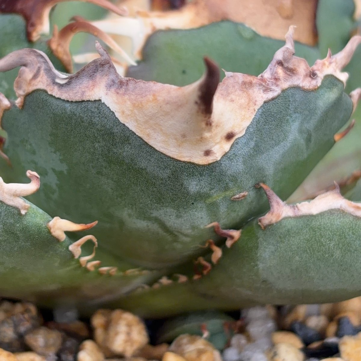 アガベオテロイオアハカ 子株2株付きAgave oteroi “Oaxaca”鉢付き発送