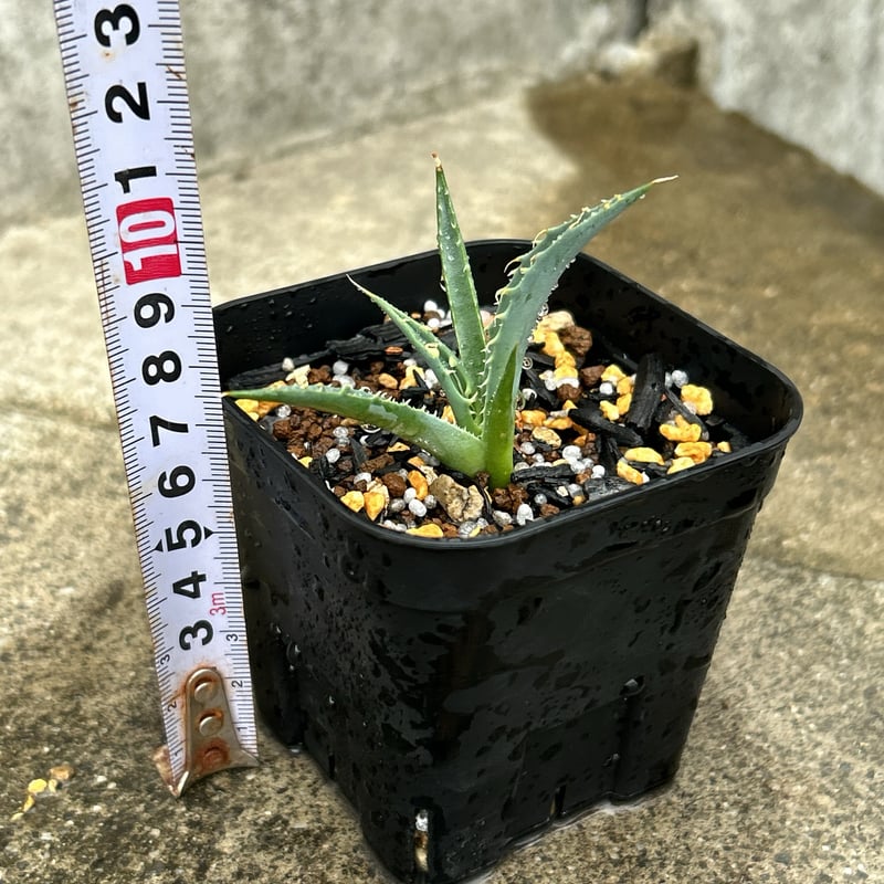BMP産）アガベ ユタエンシス エボリスピナ 子株 Agave utahensis ebor
