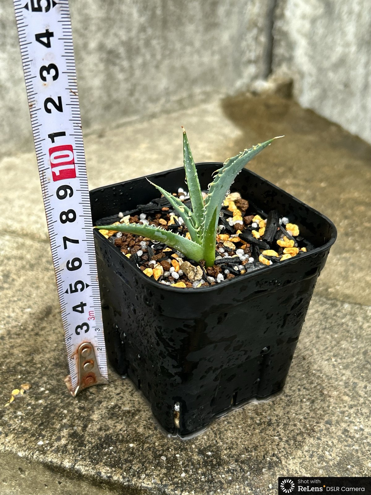 アガベ　ユタエンシス　エボリスピナ　子株販売 BMP産）アガベ ユタエンシス エボリスピナ 子株 Agave utahensis ebor