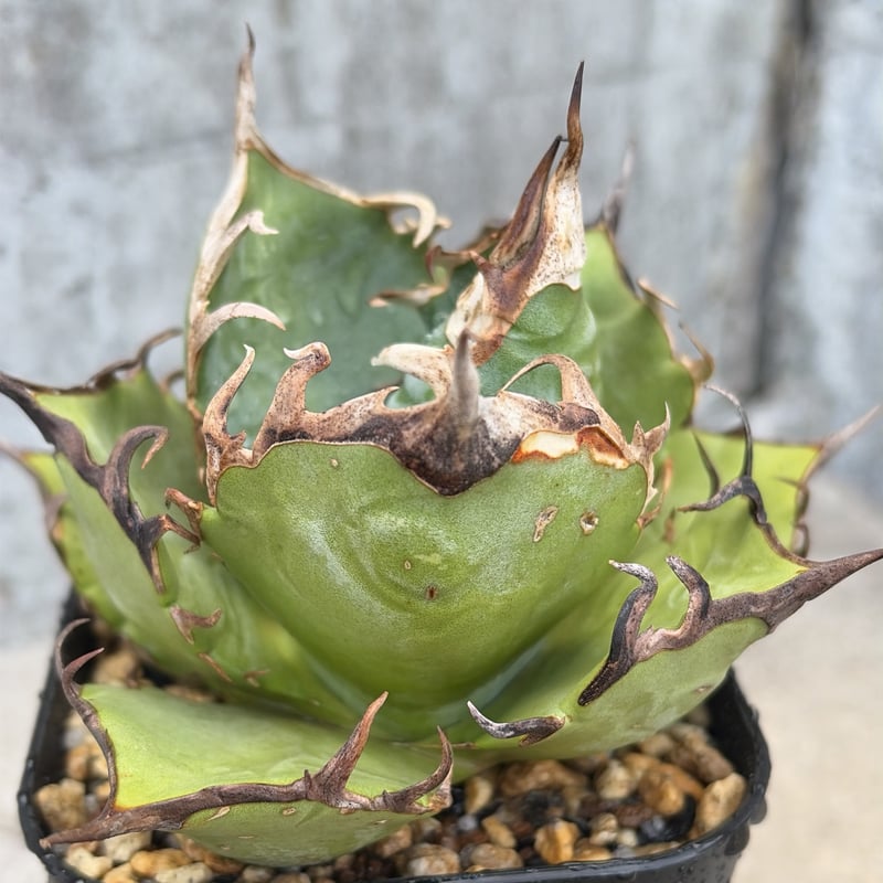 アガベチタノタオアハカ agave titanota oaxaca鉢付き発送 | black