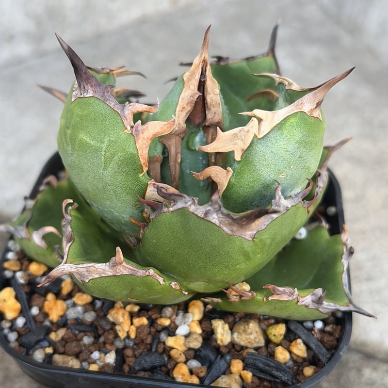 アガベ チタノタ翼竜 Agave titanota Pteranodon 鉢付き発送 |