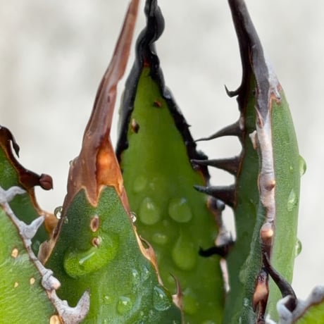 アガベ ホリダ ブツブツ表棘 Agave horrida 鉢付き発送