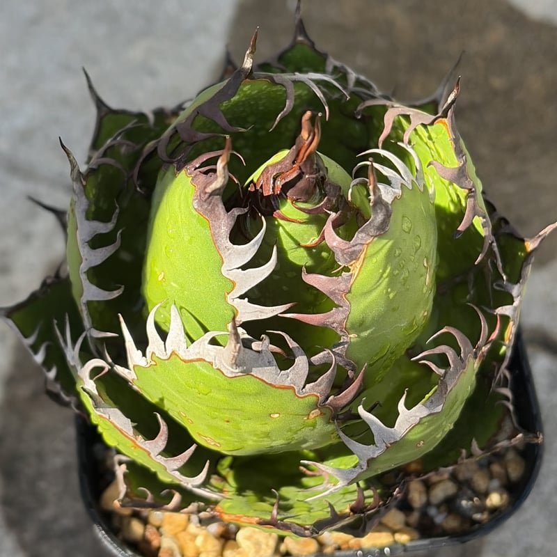 アガベ　ホリダ　鉢付き アガベ ホリダ Agave horrida 鉢付き発送 | blackmonster pla