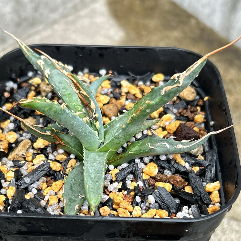 アガベ　ユタエンシス　エボリスピナ　子株販売 BMP産）アガベ ユタエンシス エボリスピナ 子株 Agave utahensis ebor