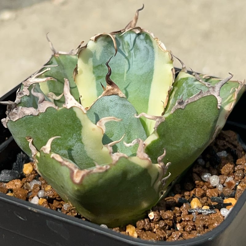 【速達】アガベ　チタノタ　緑幽霊錦　極上白覆輪　　金剛錦 速達】アガベ チタノタ 緑幽霊錦 極上白覆輪 金剛錦 アガベ