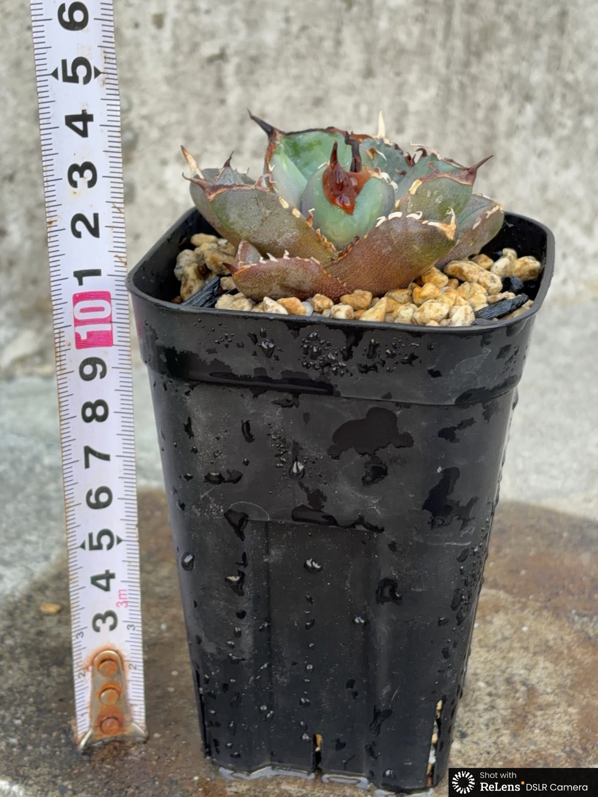 アガベチタノタオアハカ agave titanota oaxaca SUPER DWARF鉢付